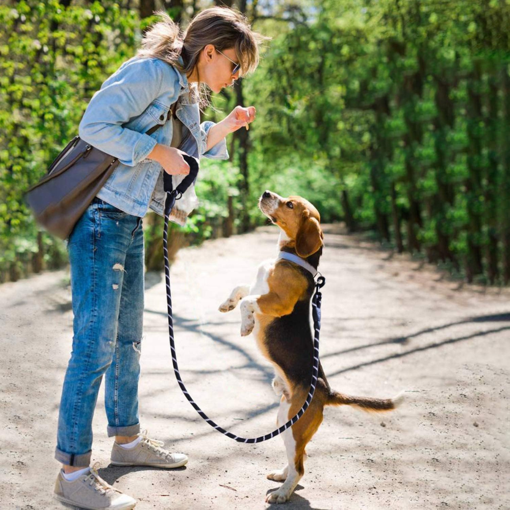 Leashes, Collars, & Harnesses