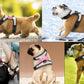 Dog Harness+Leash Sets with Rhinestones – Sparkly Bowknot & Reflective Trim