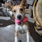 Dog collar+leash set Military-Style Tactical Nylon Collar for Large dogs