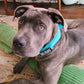 Dog collar+leash set Military-Style Tactical Nylon Collar for Large dogs
