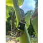 Cobra Braid in Tan - Handmade Dog Collar