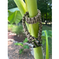 Cobra Braid in Tan - Handmade Dog Collar